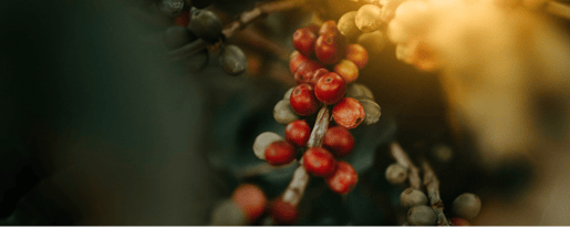 janko ferlic coffee mastery